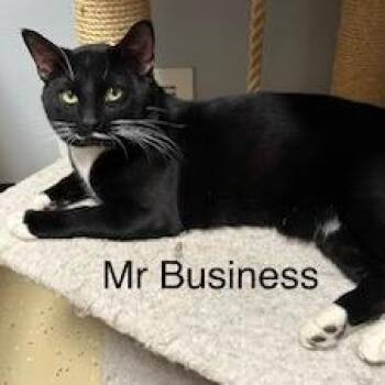 Domestic Short Hair Cats Available for Adoption in Fargo, North Dakota - Mr. Business--In Foster | PetCurious