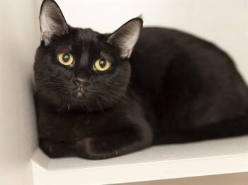 STRAWBERRY -  Domestic Short Hair Cat for Adoption in Phoenix, Arizona - STRAWBERRY | PetCurious