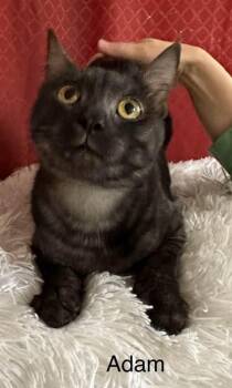 Rescue Domestic Short Hair Cats for Adoption in Ballwin, Missouri - Adam Bonded W/Ace | PetCurious