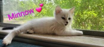 Domestic Short Hair Cats Available for Adoption in Topeka, Kansas - **Cat Cafe** Minnow | PetCurious