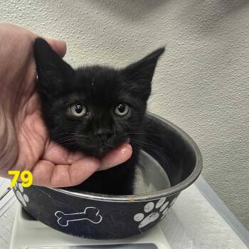 Titus -  Domestic Short Hair Cat for Adoption in Spokane, Washington - Titus | PetCurious