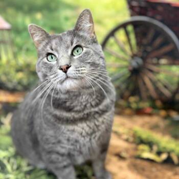 Rescue Domestic Short Hair Cats for Adoption in Wichita, Kansas - Winston | PetCurious