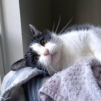 Rescue Manx Cats for Adoption in Charleston, South Carolina - Pepper | PetCurious