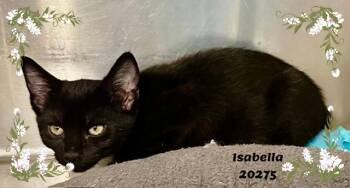 ISABELLA -  Domestic Short Hair and Bombay Cat for Adoption in Marietta, Georgia - ISABELLA | PetCurious