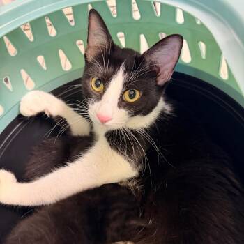Moonpie -  Domestic Short Hair Cat for Adoption in Indianapolis, Indiana - Moonpie | PetCurious