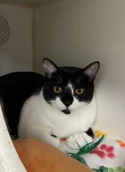 Domestic Short Hair Cats Available for Adoption in Picayune, Mississippi - Marvin | PetCurious