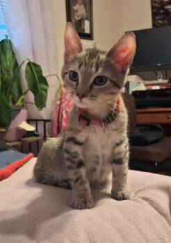 Thursday -  Tabby Cat for Adoption in Penns Grove, New Jersey - Thursday | PetCurious