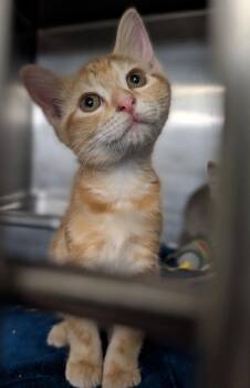Huckleberry (Photos May-June 2026) -  Tabby and Domestic Short Hair Cat for Adoption in Marietta, Ohio - Huckleberry (Photos May-June 2026) | PetCurious