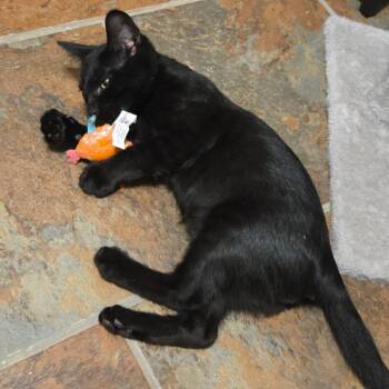 Peeby -  Domestic Short Hair Cat for Adoption in Pinellas Park, Florida - Peeby | PetCurious