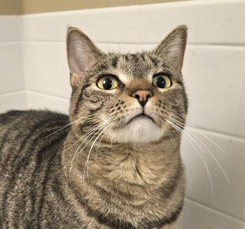Rescue Domestic Short Hair Cats for Adoption in Syracuse, New York - Sheridan | PetCurious