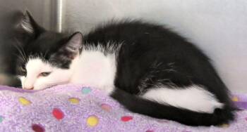Maple -  Domestic Short Hair Cat for Adoption in Lexington, Virginia - Maple | PetCurious