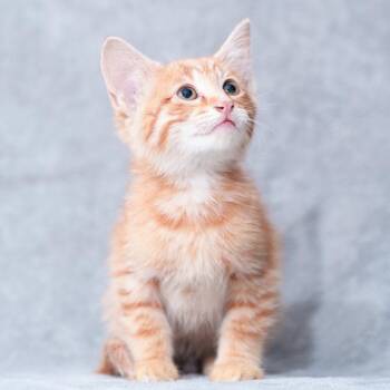 Tigger -  Domestic Short Hair Cat for Adoption in Sunnyvale, California - Tigger | PetCurious