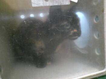 Domestic Short Hair Cats Available for Adoption - A470691 | PetCurious