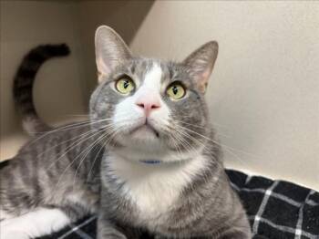 TOMICHI -  Domestic Short Hair Cat for Adoption in Loveland, Colorado - TOMICHI | PetCurious