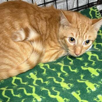 Domestic Short Hair Cats Available for Adoption in Summerlee, West Virginia - Pippin | PetCurious