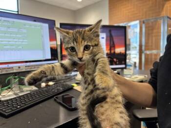 GLORIA -  Domestic Short Hair Cat for Adoption in Rowlett, Texas - GLORIA | PetCurious