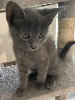 Hash Brown -  Domestic Short Hair Cat for Adoption in Oviedo, Florida - Hash Brown | PetCurious