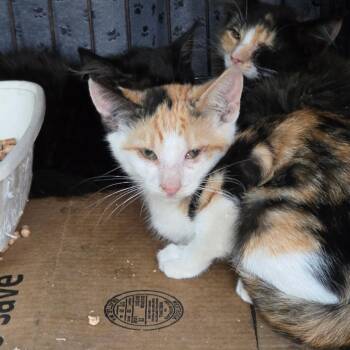 Tink -  Domestic Short Hair Cat for Adoption in Moses Lake, Washington - Tink | PetCurious