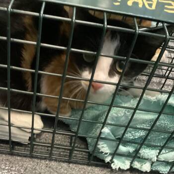 Eakin 2 -  Domestic Medium Hair Cat for Adoption in Montgomery, Alabama - Eakin 2 | PetCurious