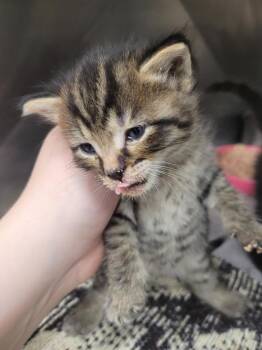 Velda -  Domestic Short Hair Cat for Adoption in Angola, Indiana - Velda | PetCurious