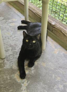 Rescue Domestic Short Hair Cats for Adoption in Westbrook, Connecticut - Fudgie | PetCurious