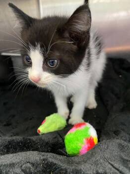 Neeko - At shelter -  Domestic Short Hair Cat for Adoption in Rustburg, Virginia - Neeko - At Shelter | PetCurious