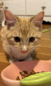 Rescue Domestic Short Hair Cats for Adoption in Cuyahoga Falls, Ohio - Kenny | PetCurious