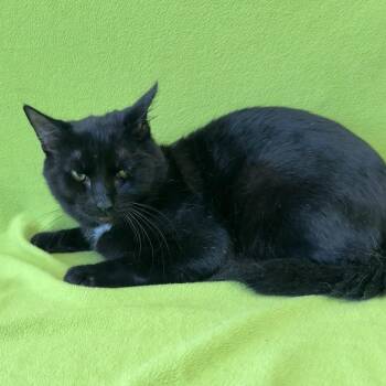 Stud -  Domestic Short Hair Cat for Adoption in Valdosta, Georgia - Stud | PetCurious