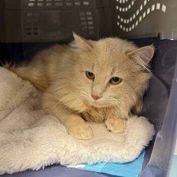 Rescue Domestic Long Hair Cats for Adoption in Salt Lake City, Utah - Captain Fuzzpaws | PetCurious