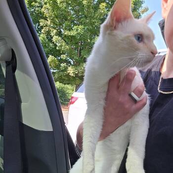 Pretty Boy -  Domestic Short Hair Cat for Adoption in Asheville, North Carolina - Pretty Boy | PetCurious