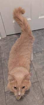 Domestic Medium Hair Cats Available for Adoption in South Bend, Indiana - Lemon | PetCurious