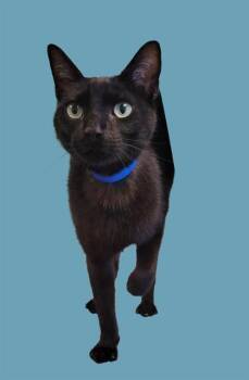 Domestic Short Hair Cats Available for Adoption in Sarasota, Florida - JEREMY | PetCurious