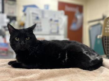 BEEF BOY -  Domestic Short Hair Cat for Adoption in Aliquippa, Pennsylvania - BEEF BOY | PetCurious
