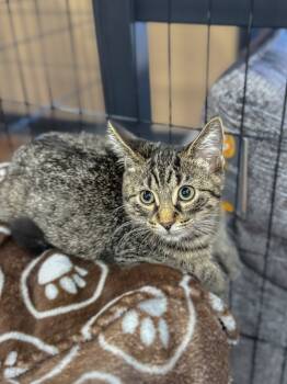 Rescue Domestic Short Hair Cats for Adoption in Calgary, Alberta - Highland Green | PetCurious