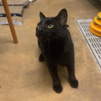 Domestic Short Hair Cats Available for Adoption in Spokane, Washington - Batman | PetCurious