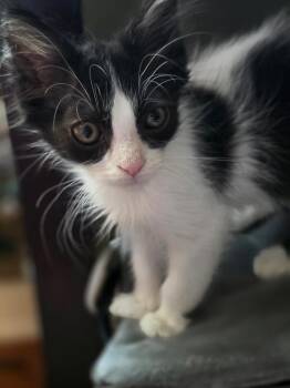 Batman -  Domestic Short Hair Cat for Adoption in San Antonio, Texas - Batman | PetCurious