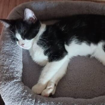 Rescue Domestic Short Hair Cats for Adoption in Las Vegas, Nevada - Oreo | PetCurious