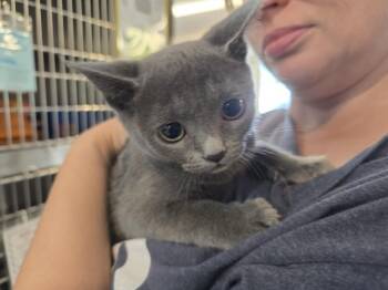 Dorothea -  Domestic Short Hair Cat for Adoption in Southbury, Connecticut - Dorothea | PetCurious