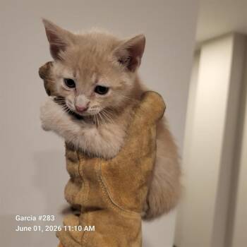 Domestic Short Hair Cats Available for Adoption in San Antonio, Texas - STEFAN | PetCurious