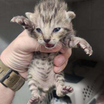 Domestic Short Hair Cats Available for Adoption in Edwardsville, Illinois - Sassafras | PetCurious