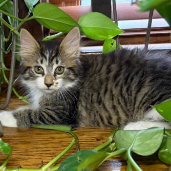 Arwen BurrPurr 56587 -  Domestic Medium Hair Cat for Adoption in Eaton Rapids, Michigan - Arwen BurrPurr 56587 | PetCurious