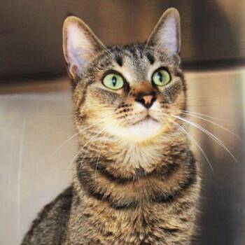 Madeline -  Domestic Short Hair Cat for Adoption in Lansing, Michigan - Madeline | PetCurious