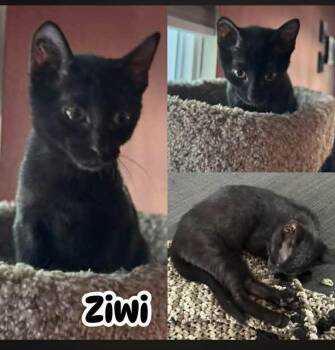 Ziwi -  Domestic Short Hair Cat for Adoption in Burnaby, British Columbia - Ziwi | PetCurious