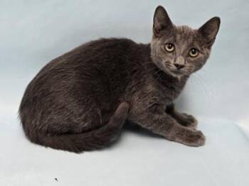 Pineberry -  Domestic Short Hair Cat for Adoption in Minneapolis, Minnesota - Pineberry | PetCurious