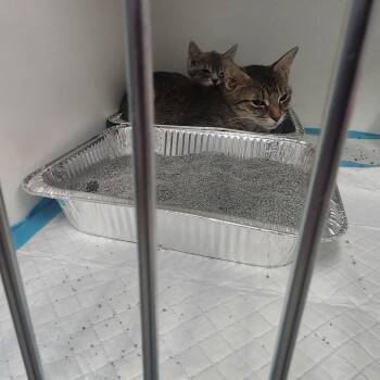 Domestic Short Hair Cats Available for Adoption - Minka | PetCurious