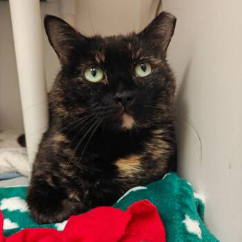 Kleo -  Domestic Short Hair Cat for Adoption in Cumming, Georgia - Kleo | PetCurious