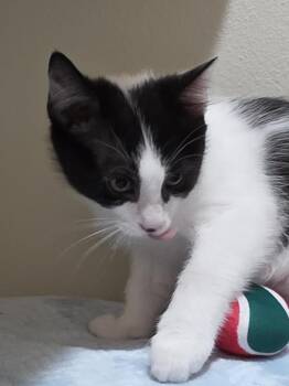 Snoots -  Domestic Short Hair Cat Available for Adoption in Dallas, Texas - Snoots | PetCurious