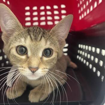 Dolly -  Domestic Short Hair Cat for Adoption in Birmingham, Alabama - Dolly | PetCurious