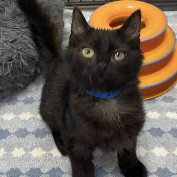 Domestic Medium Hair Cats Available for Adoption in Buffalo, New York - Sanji | PetCurious