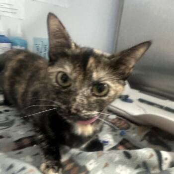 Pebbles -  Domestic Short Hair Cat for Adoption in Lakeland, Florida - Pebbles | PetCurious